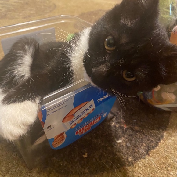 🐈 🐾 Hello! Welcome to come our human closet 🐈🐾 - Picture 13 of 13